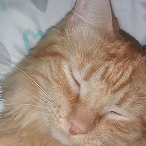 Meet your Posher, Sienna